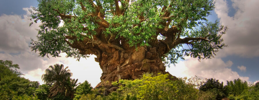 disney-animal-kingdom-tree