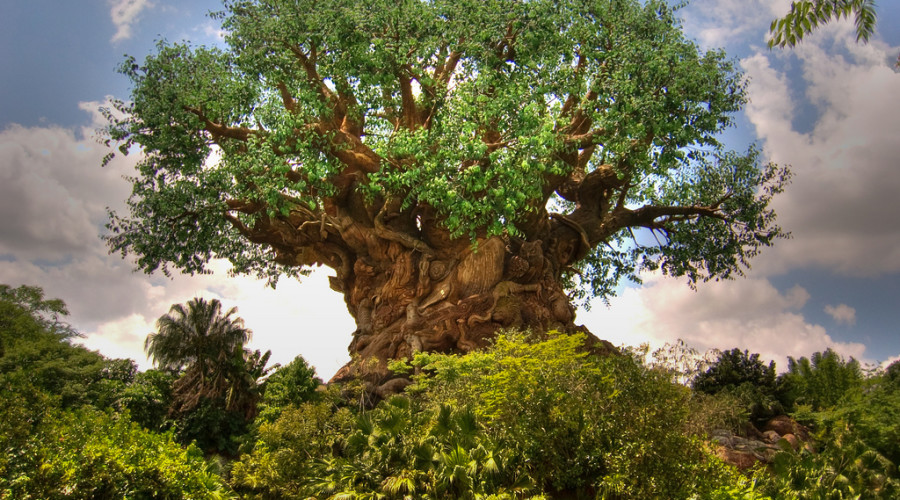 disney-animal-kingdom-tree