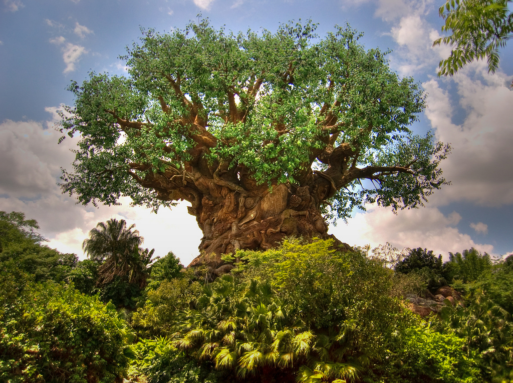 Disneys-Animal-Kingdom-tree - Vacation Club Loans