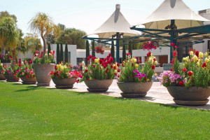 Shell-Vacation-Club