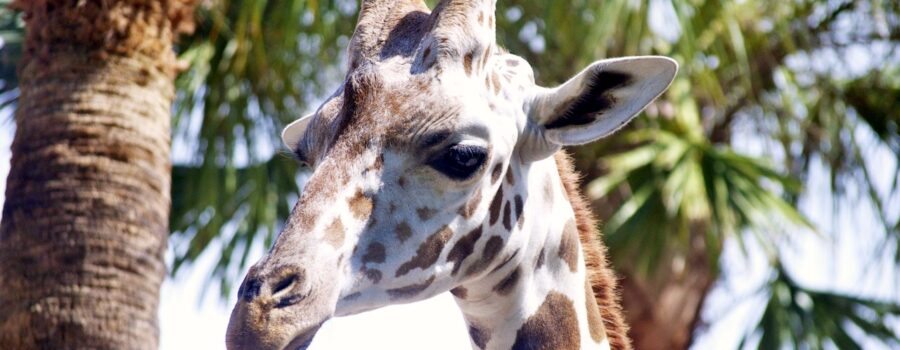 naples-florida-zoo