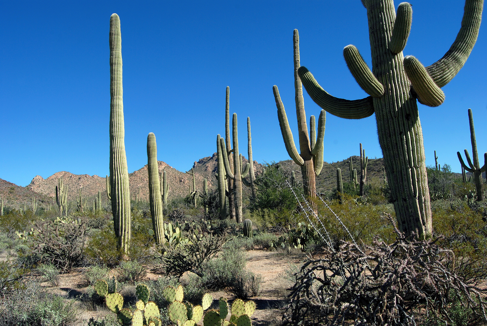 Saguaro National Park, Arizona скачать