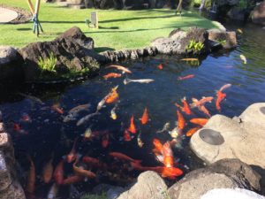 Westin Kauai koi fish