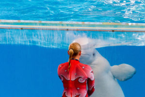 Beluga at Seaworld