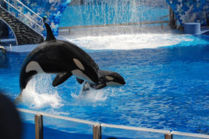 Whale at Seaworld