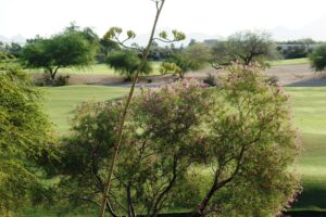 Westin Kierland Villas