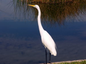 Egret bird by water