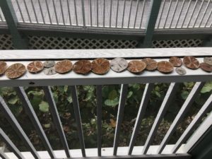 sanibel island sand dollars