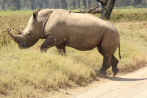 Up Close with Rhinos at Disney's Animal Kingdom