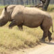 “Up Close with Rhinos” at Disney’s Animal Kingdom opens November 1st