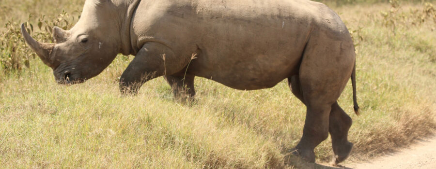 Up Close with Rhinos at Disney's Animal Kingdom