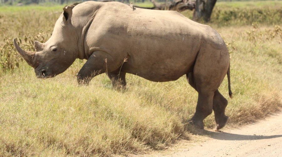 Up Close with Rhinos at Disney's Animal Kingdom